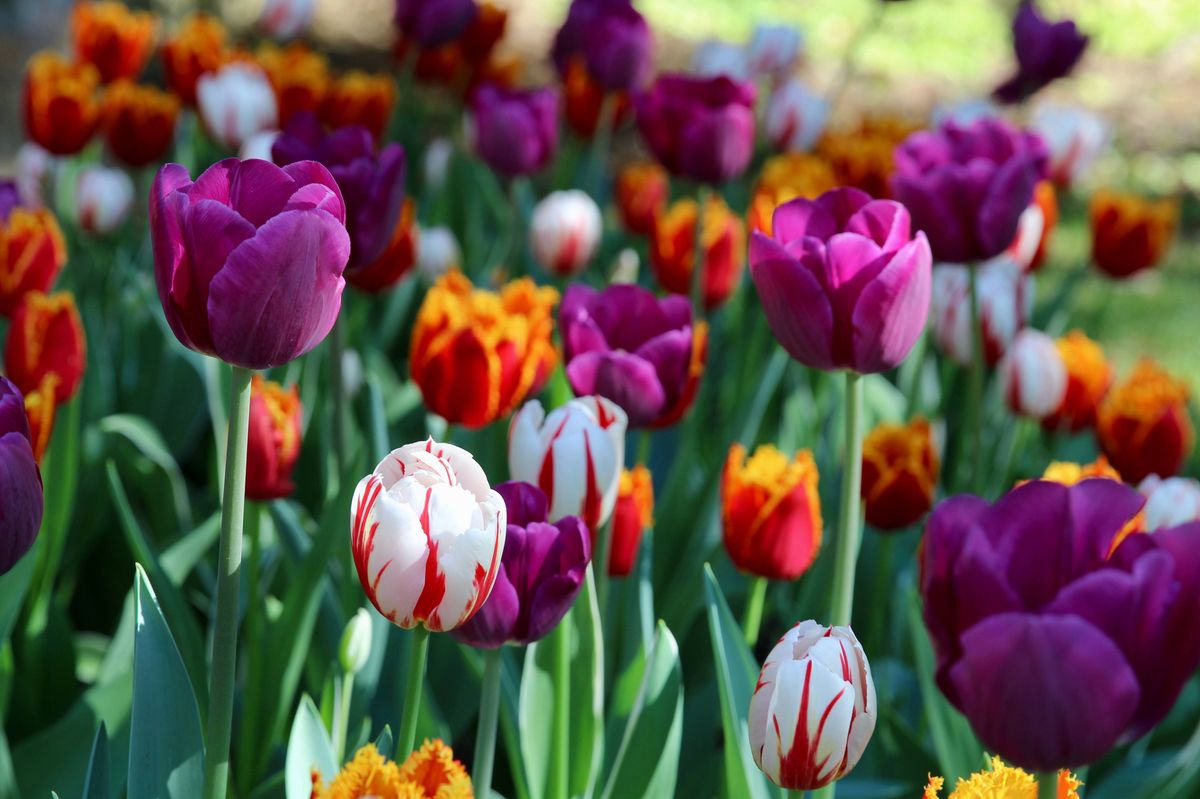 Many colors of tulips on display in a garden.