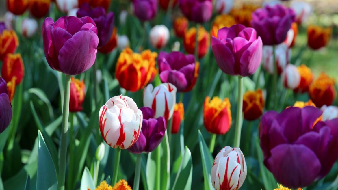 Never do 1 thing with tulips in May or risk ruining garden Daily Mirror