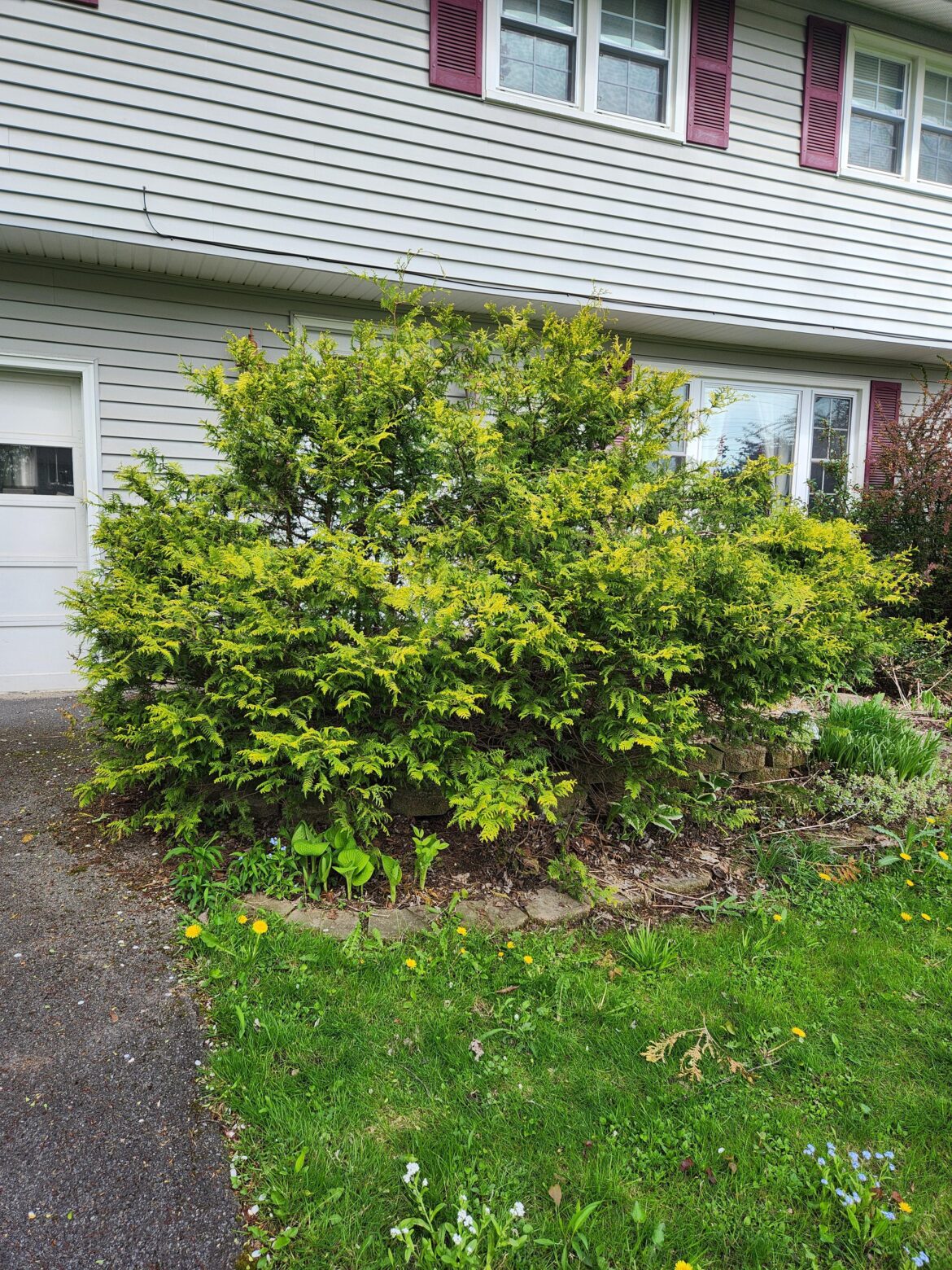 Can I save this shrub? Can I save this shrub?