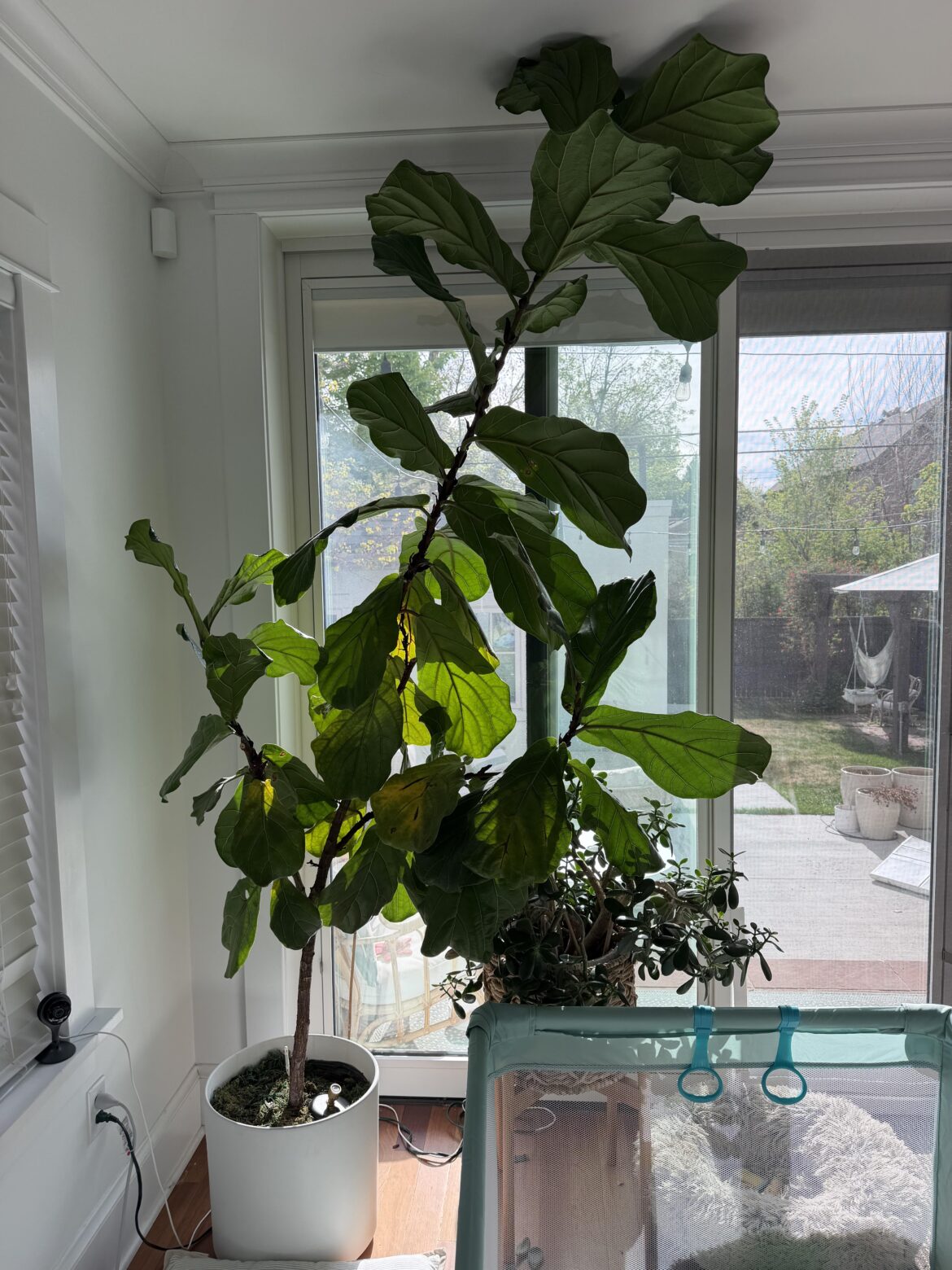Where to trim?! Help!