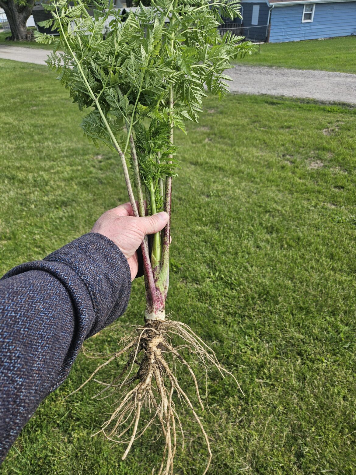 Is this poisonous hemlock? Is this poisonous hemlock?