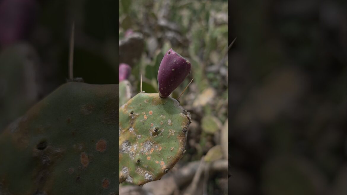are this fruit edible? #nature #fruits #wildlife #youtubeshorts #plants