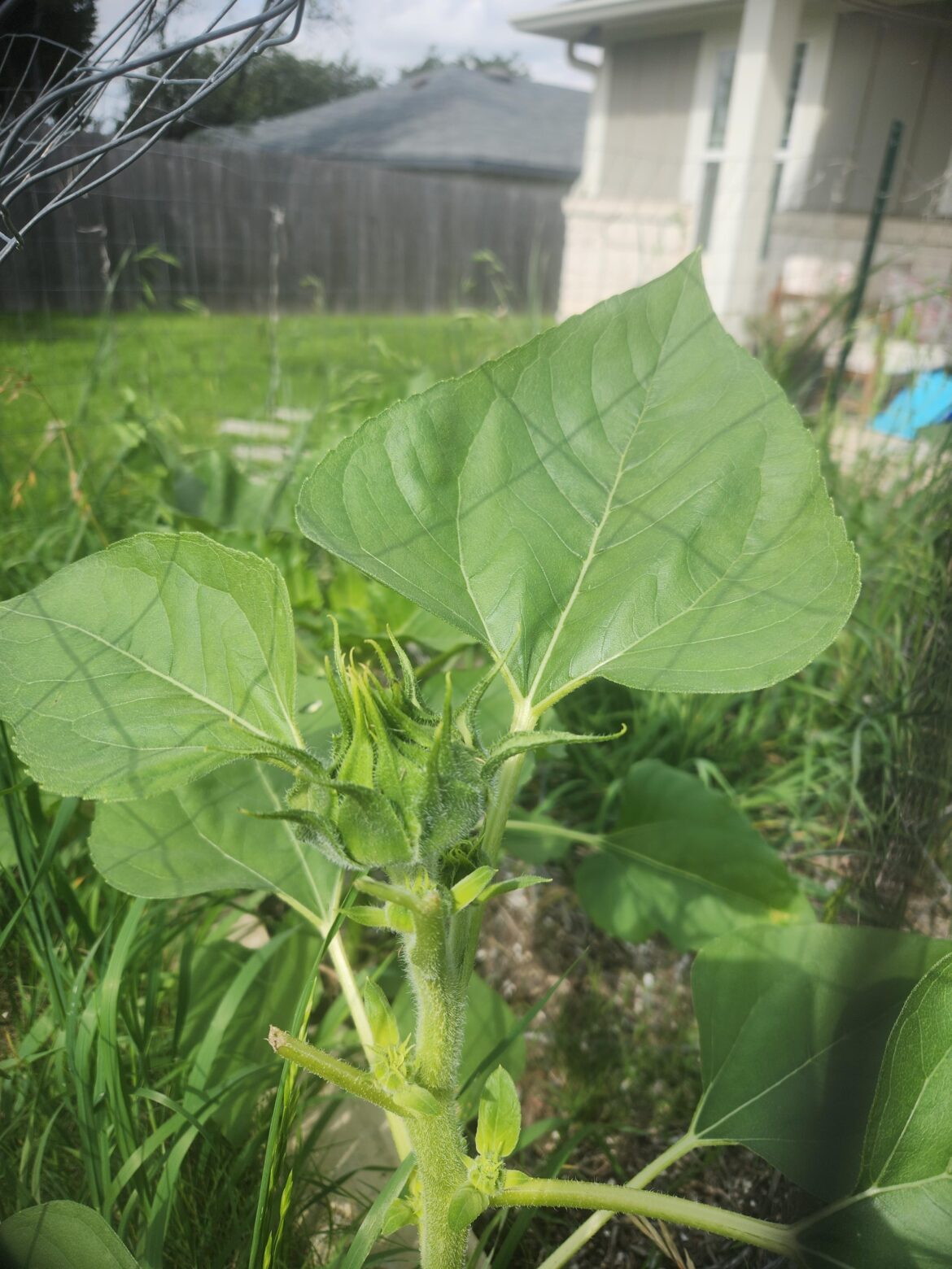 What plant is this in my garden? What plant is this in my garden?