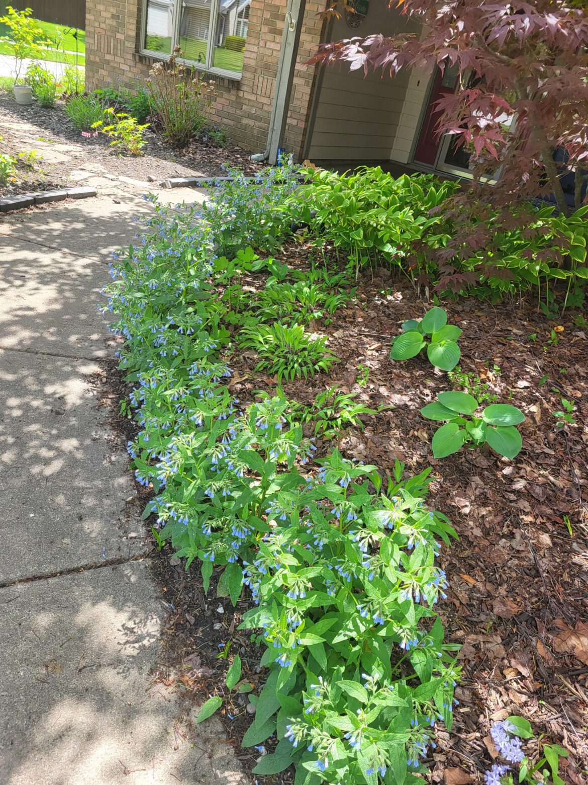 Virginia Bluebell Transplants Virginia Bluebell Transplants