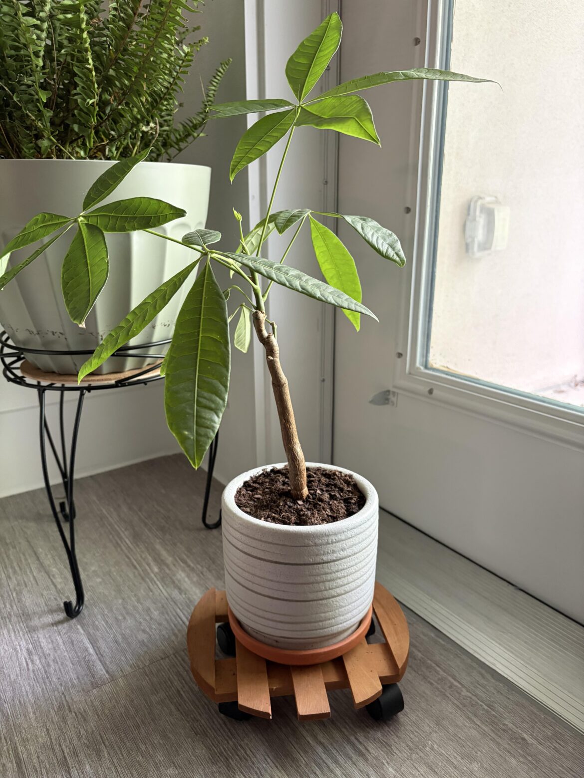 Should I stake this small money tree?