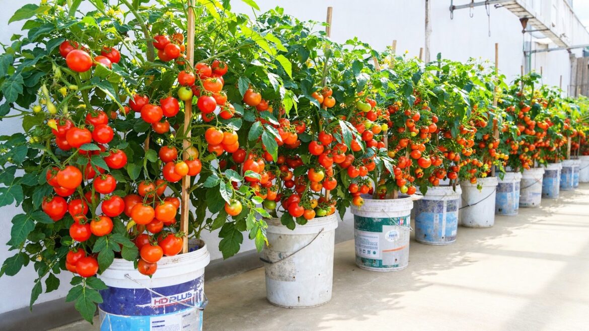 Balcony Container Garden – Growing Tomatoes and Eggplant at Home