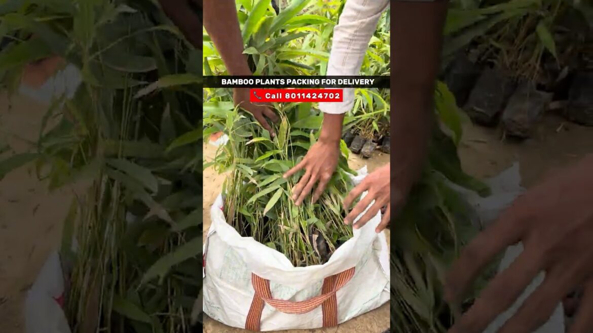 Bamboo Plants #bamboo #bamboofarming #bambooplants