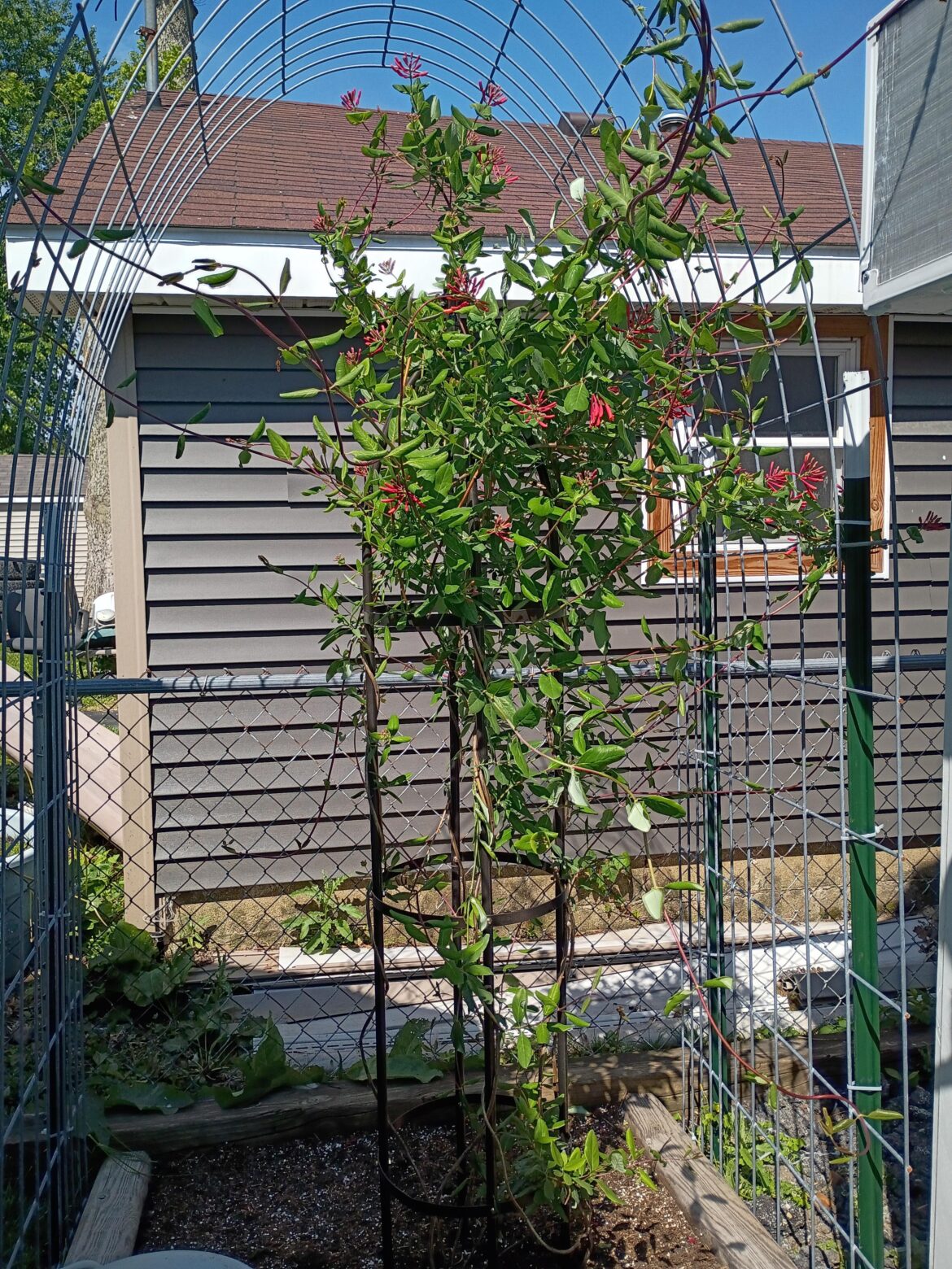 Honeysuckle trellis