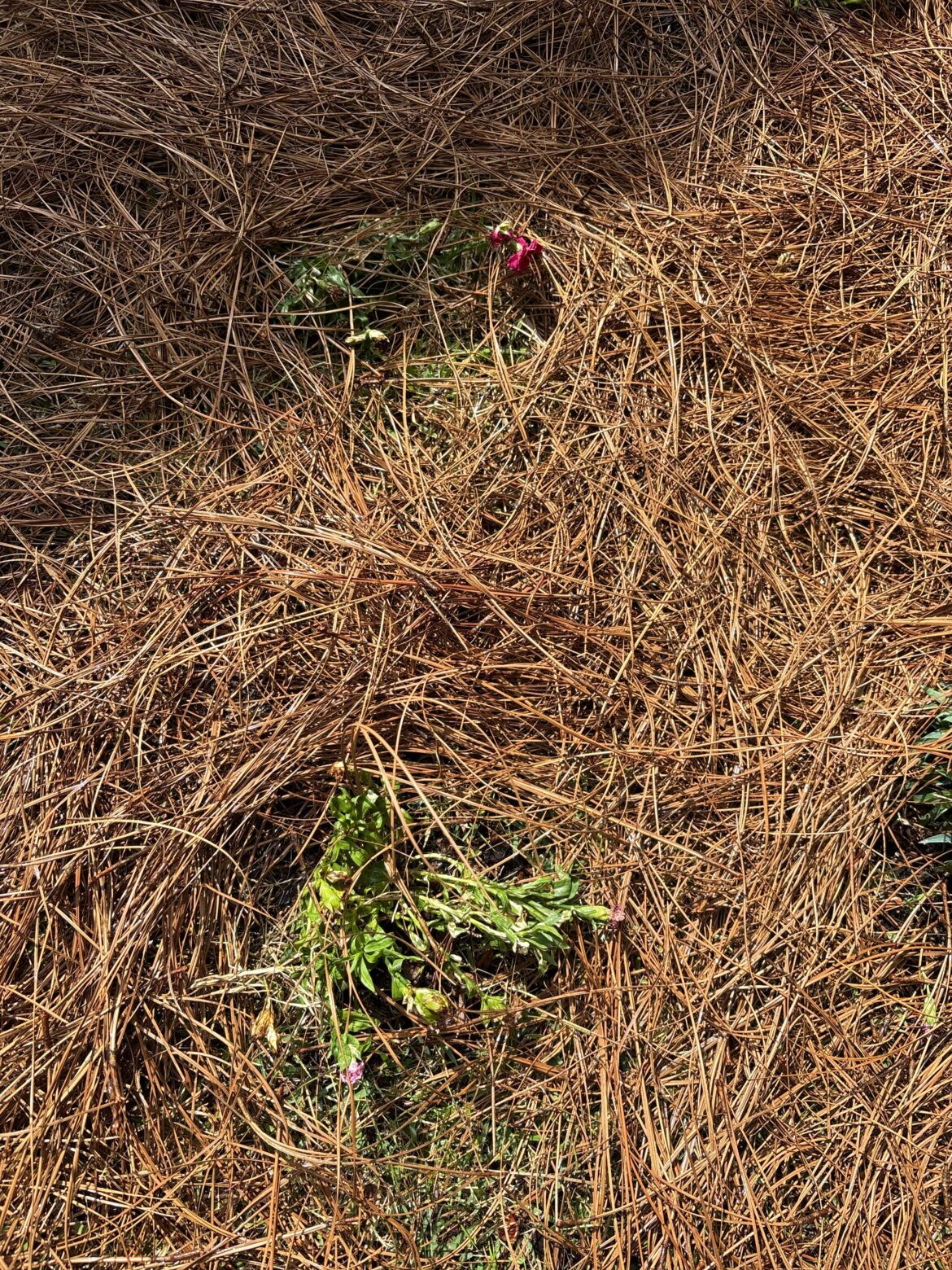 Dianthus