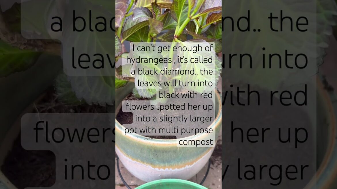 Hydrangea black diamond # container garden 🪴 #containergardening #garden # pots