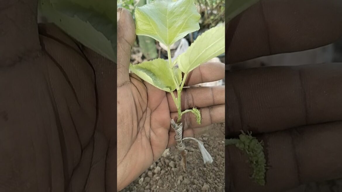 Brazilian long Mulberry #malberry #shorts #viral