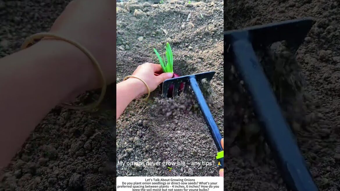 Planting Onion Seedlings – Setting the Stage for Bulbs 🧅