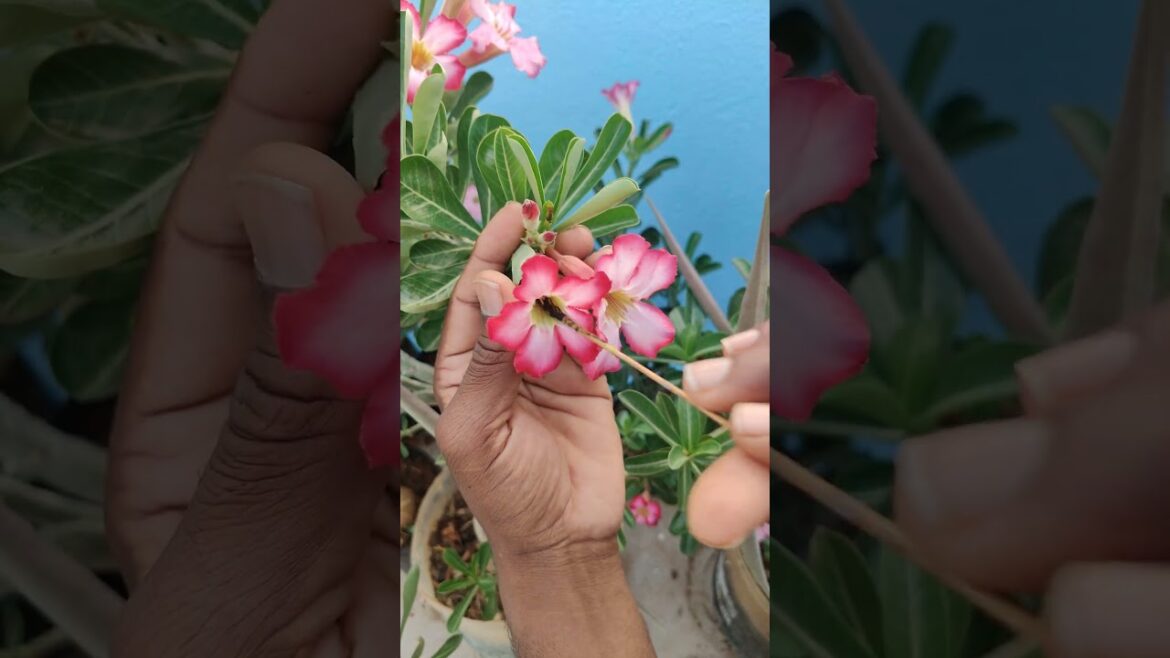 Adenium seed tips# terrace garden# Viral Shorts#