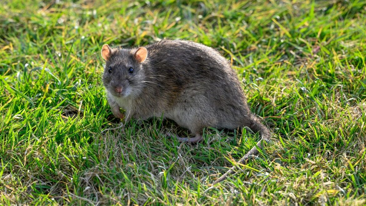 Expert reveals key tip to keep rats out of gardens and avoid “blanket bombing” your lawn Daily Record