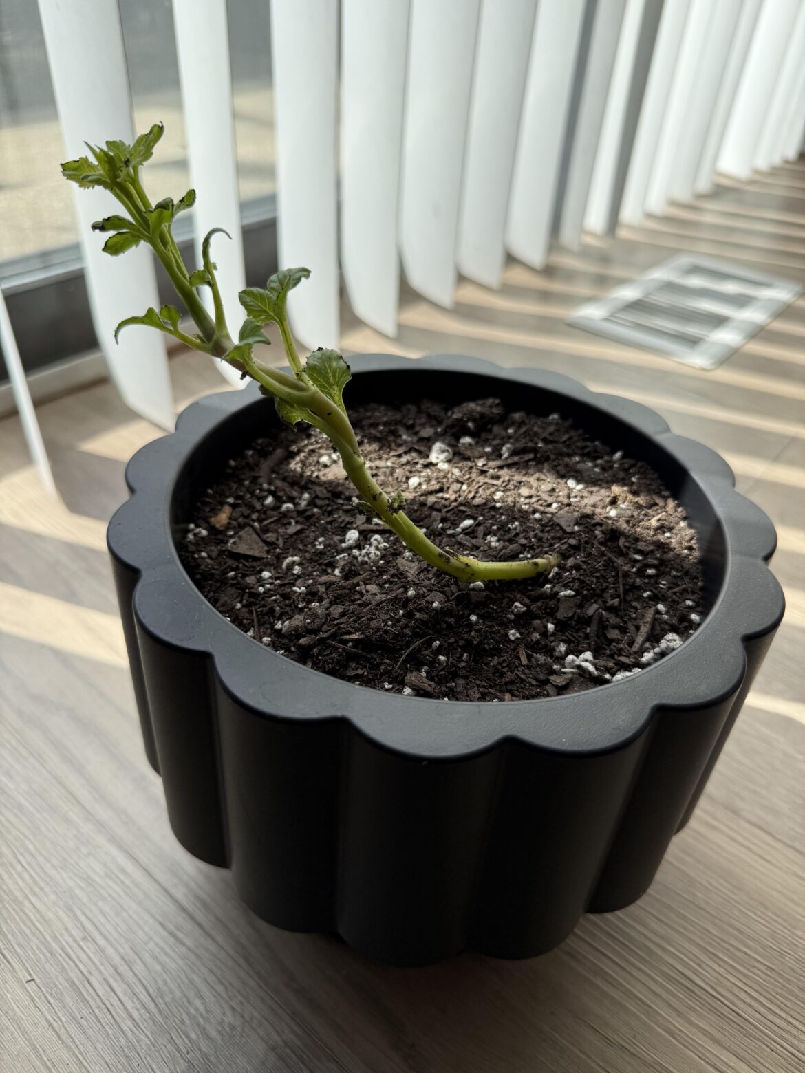 Where should I cut (if at all) on this leggy growth?