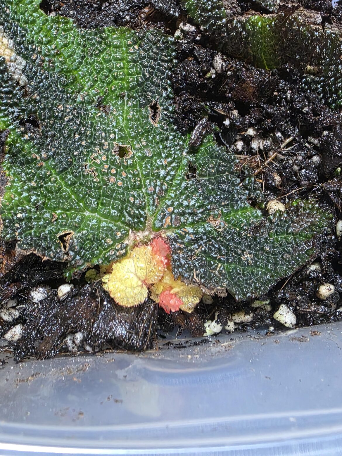 New growth!