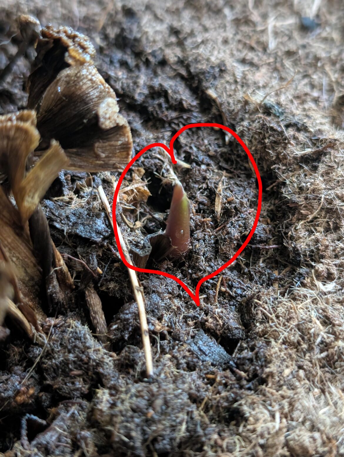 I did it! (Possible calathea medallion) I did it! (Possible calathea medallion)