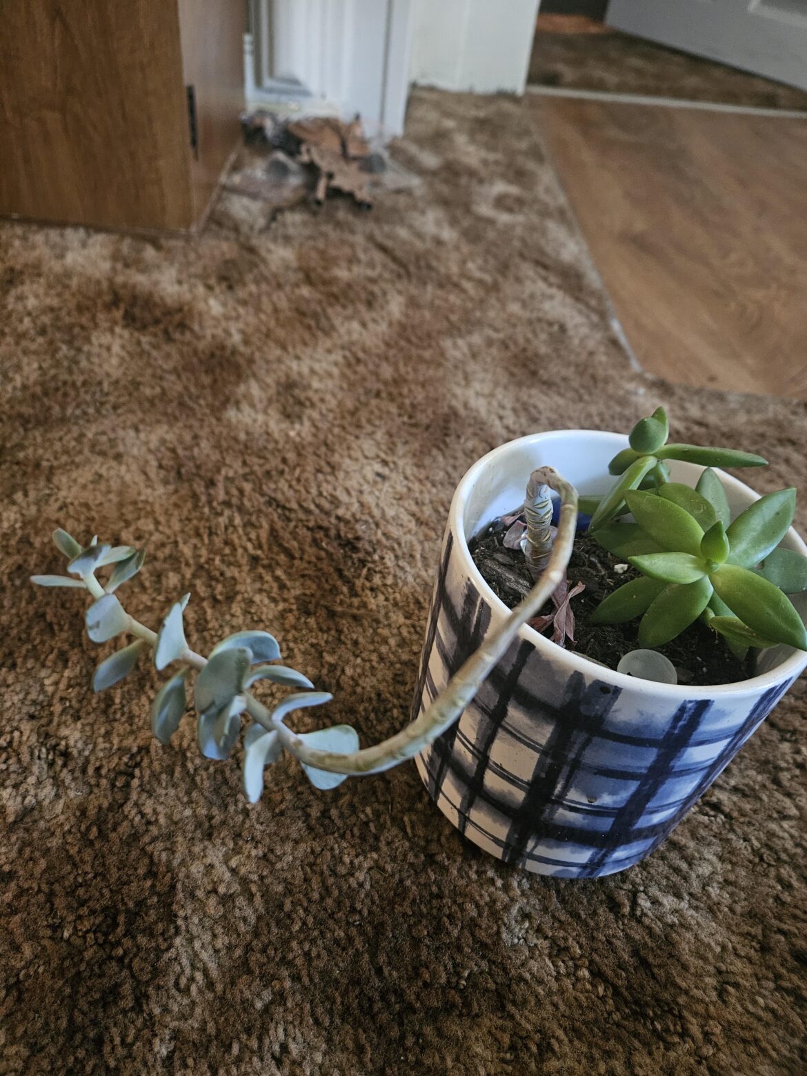 Need help with propagating my leggy guy