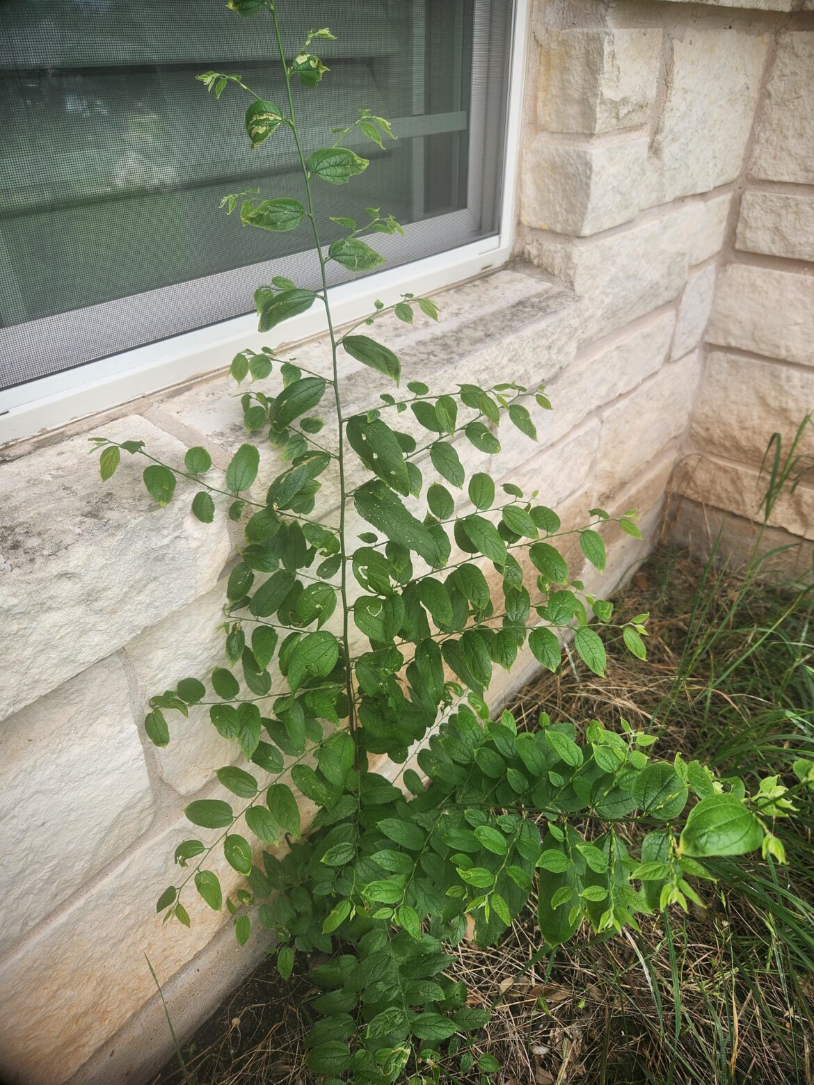 What's this?
