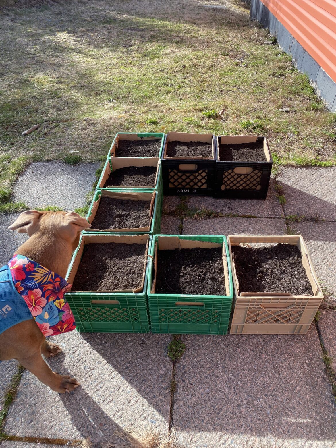 My first time veggie gardening in crates. Excited!!