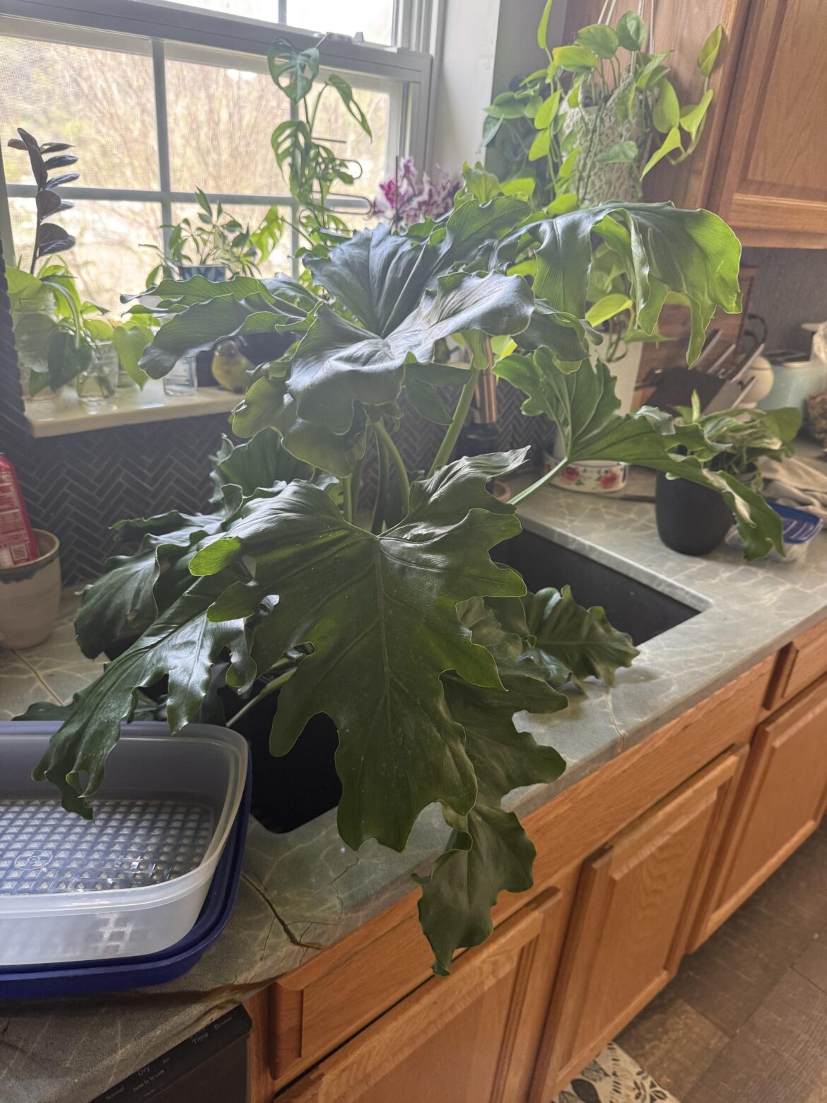 Got this big plant to fill space in my 120g but now I’m hesitant Got this big plant to fill space in my 120g but now I’m hesitant