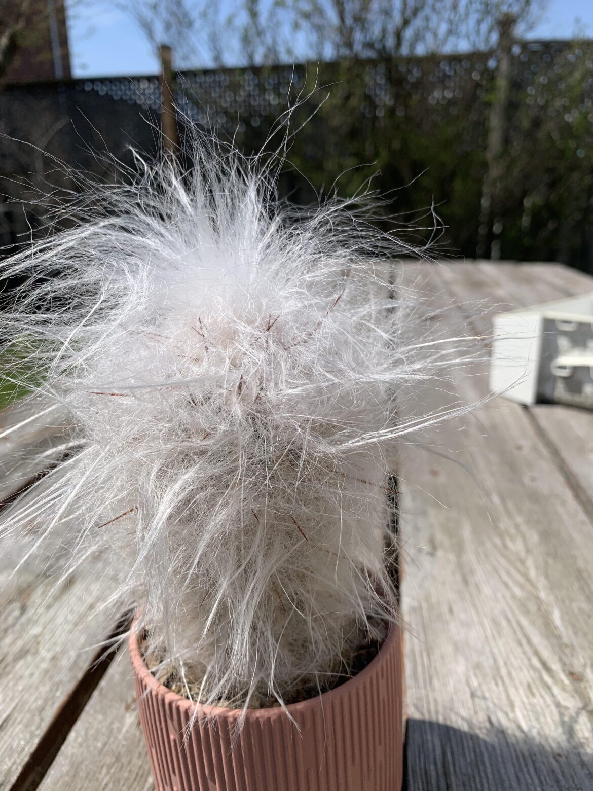 Old Man of the Andes