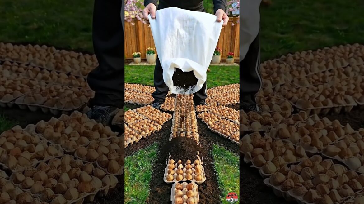 This Tulip Dragonfly Garden Will Blow Your Mind 🌷 DIY Backyard Transformation #garden This Tulip Dragonfly Garden Will Blow Your Mind 🌷 DIY Backyard Transformation #garden