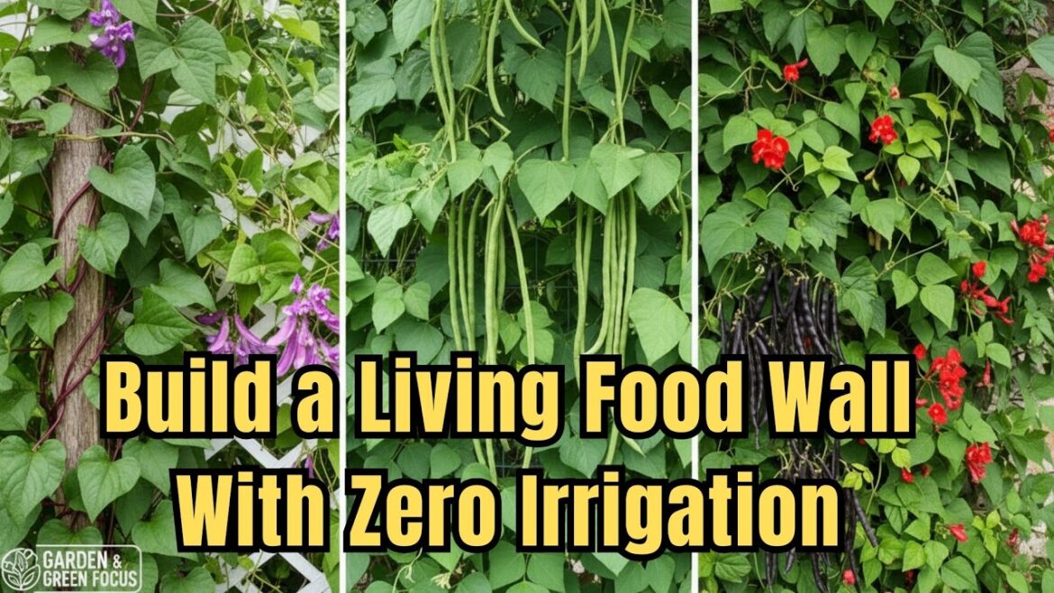 11 Forgotten Climbing Vegetables that Build a Living Food Wall With Zero Irrigation 11 Forgotten Climbing Vegetables that Build a Living Food Wall With Zero Irrigation