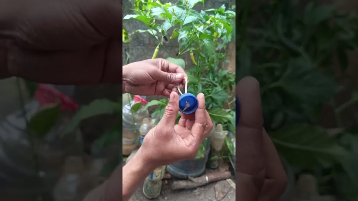Chili in a container bottle #gardening #tips #garden #homegardening #satisfying
