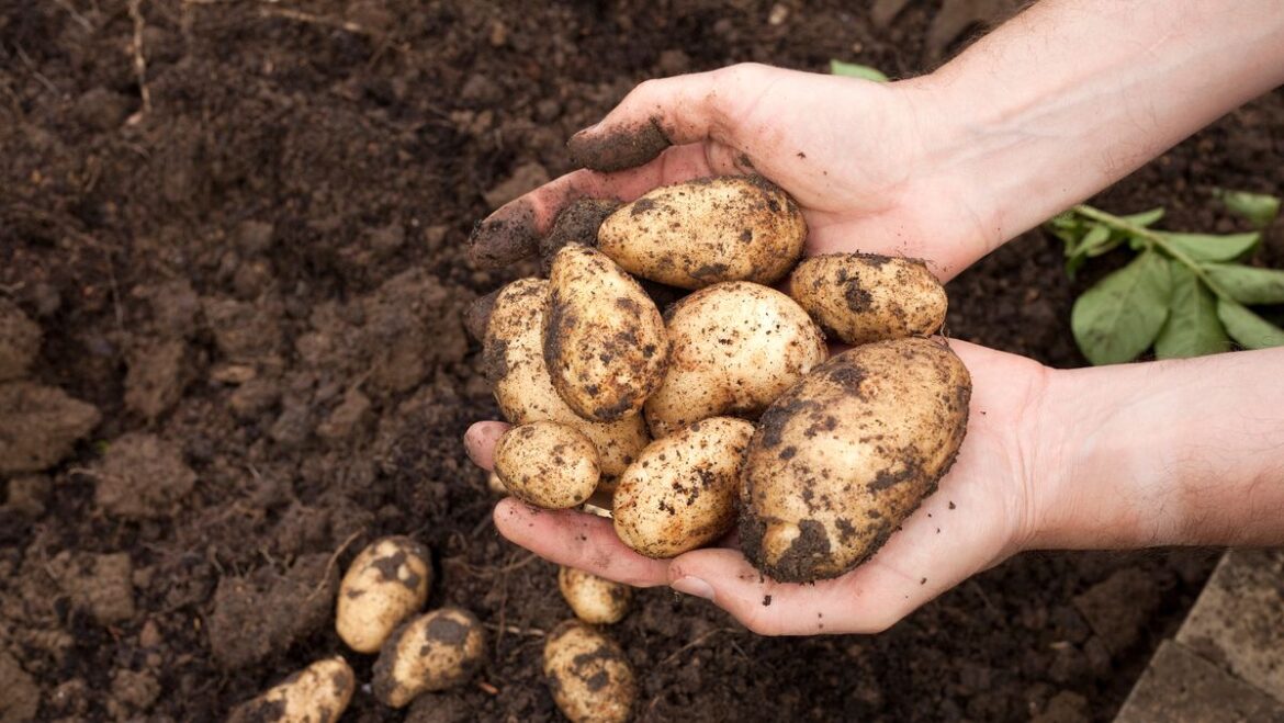 Alan Titchmarsh urges anyone with potatoes to do 1 easy task to help them grow Daily Mirror