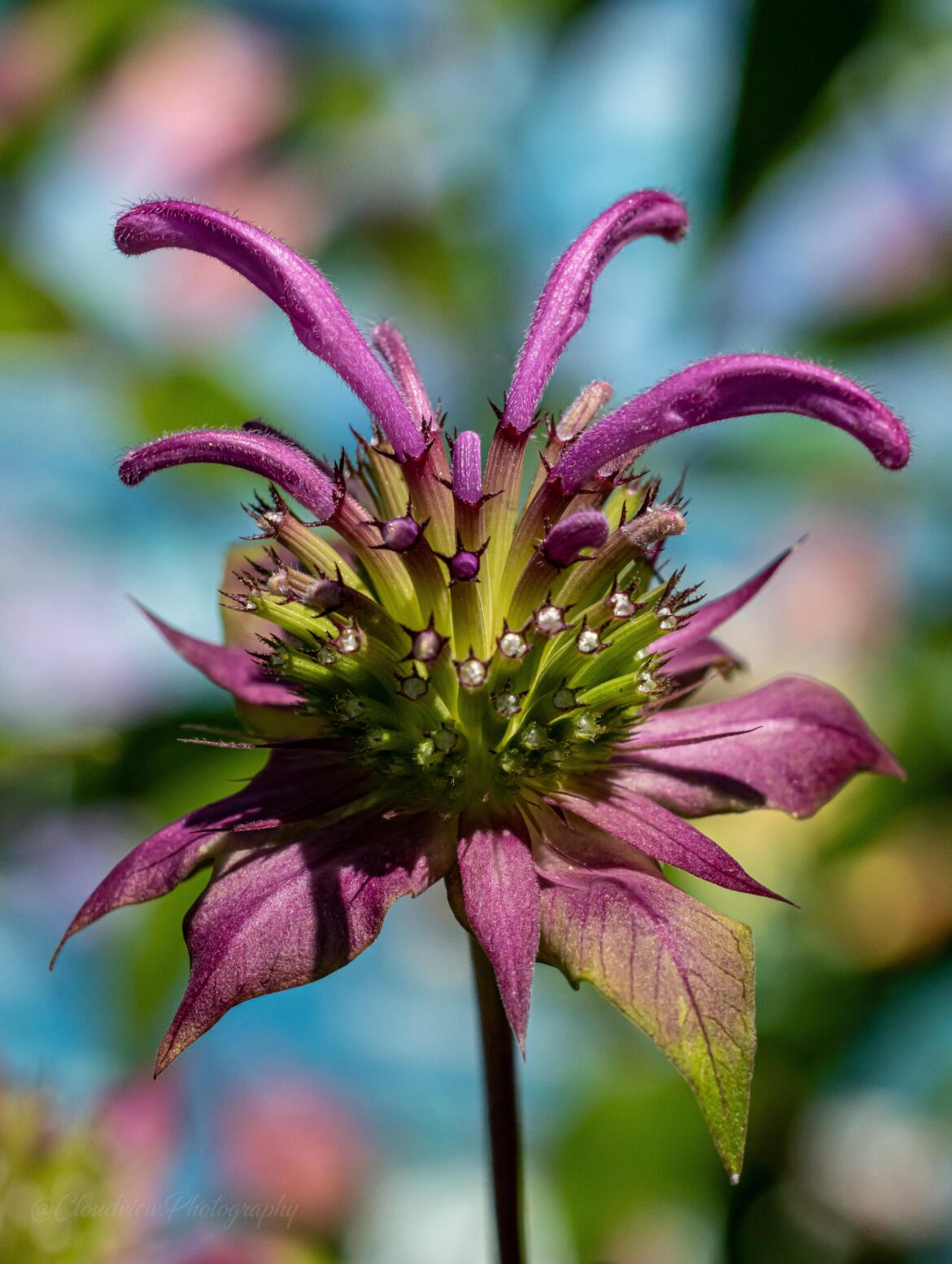 Texas Citrus-Scented Stunner: Lemon Bee Balm (Monarda citriodora)