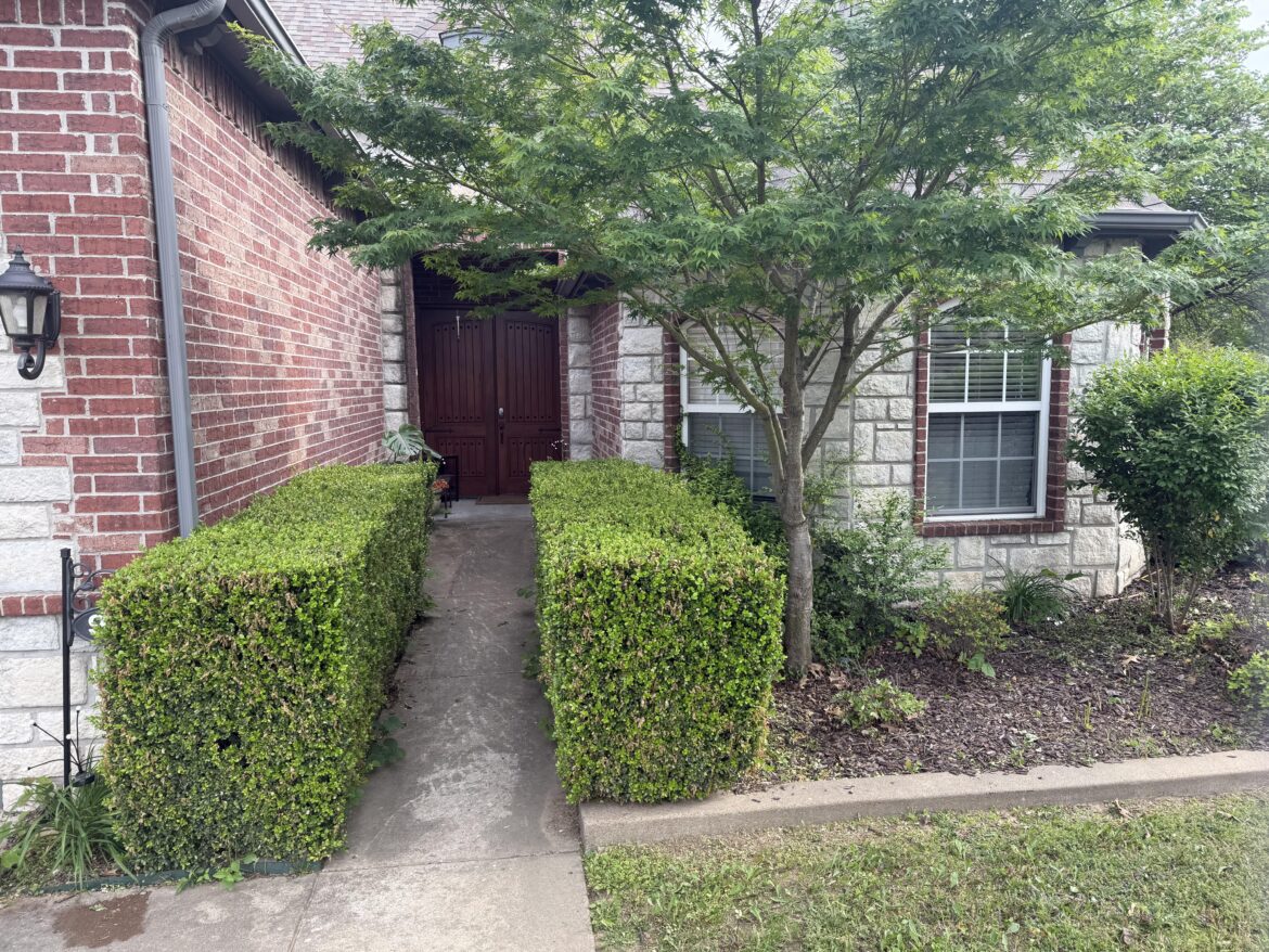 What to do with these boxwoods? What to do with these boxwoods?