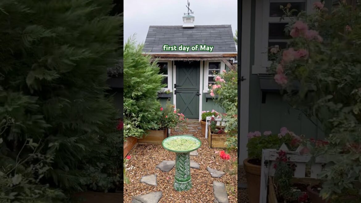 checking out my garden after the heavy rain ☔️  #garden #backyard #birds #shed #texas #spring