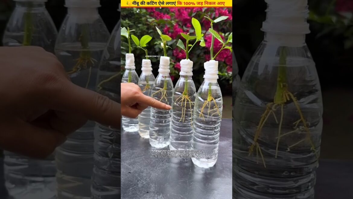 🍋The easiest trick to grow a lemon tree at home #cuttingskills #growth #plants