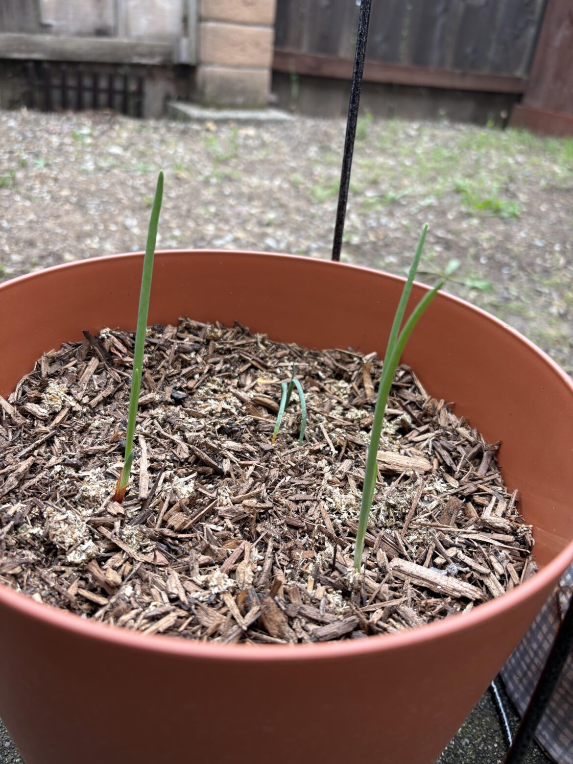 Onion Question