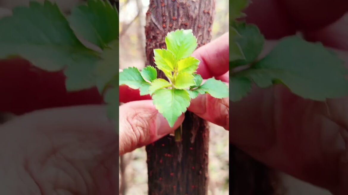 Fastest Grafting Method for Beginners 🌿#PlantGrafting #GardeningTips #FarmLife #Shorts #Trending