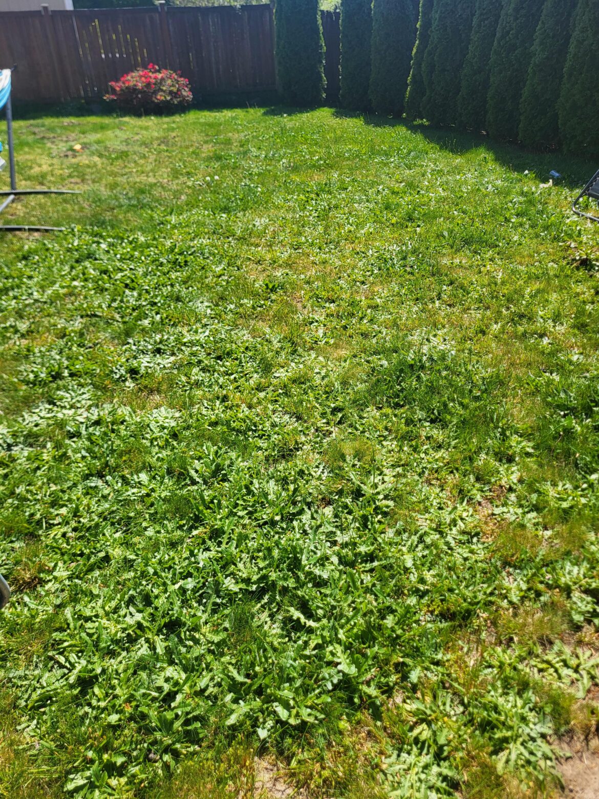Just moved into this rental home. What do I do about these dandelions?