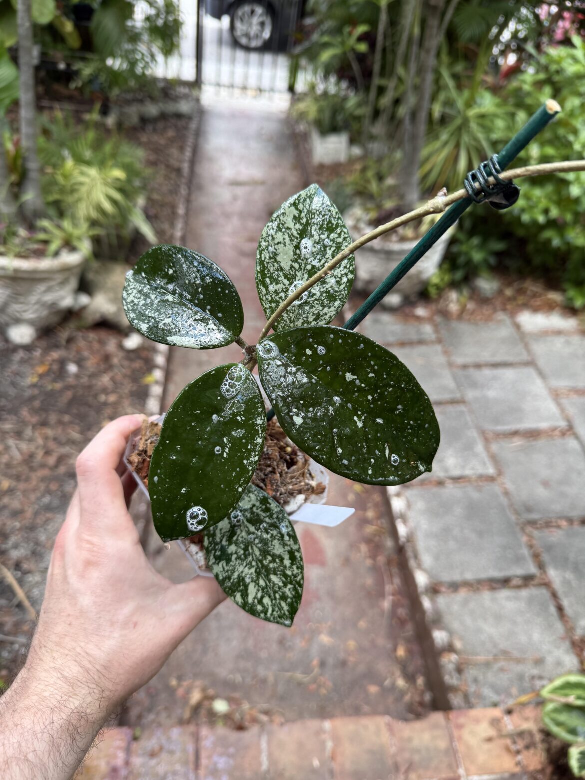 Admiring my splashiest carnosa