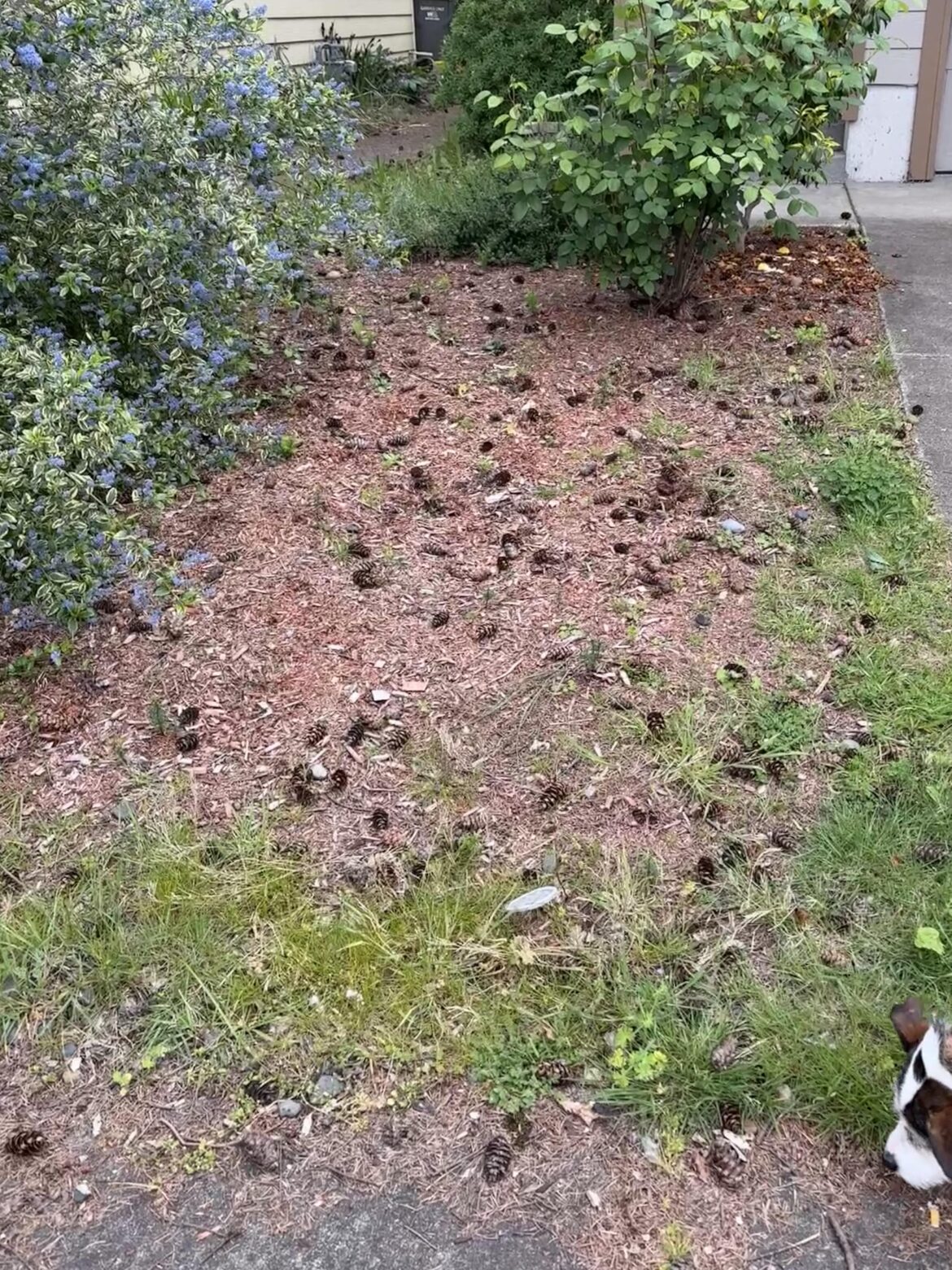 How to transition from this to ground cover?