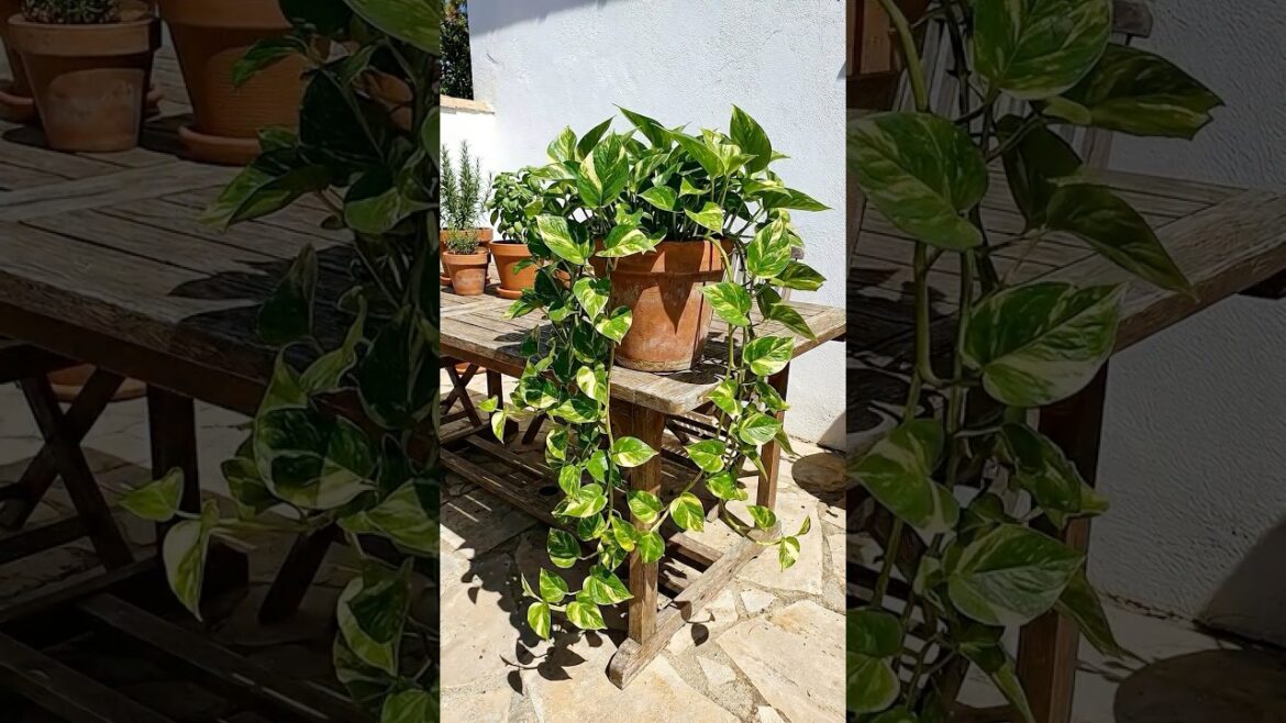 Pothos Cutting + Jar of Water = Full Trailing Plant 🌿 Pothos Cutting + Jar of Water = Full Trailing Plant 🌿
