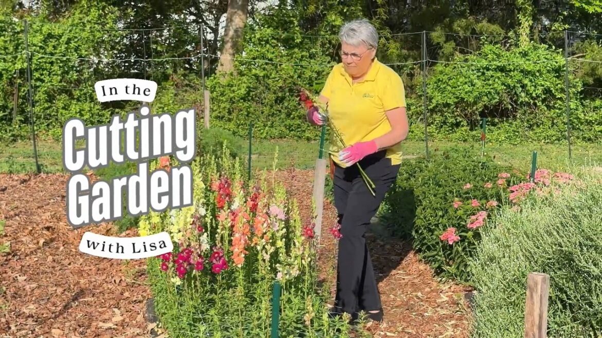 In the Cutting Garden | What We’re Growing & Harvesting This Season In the Cutting Garden | What We’re Growing & Harvesting This Season