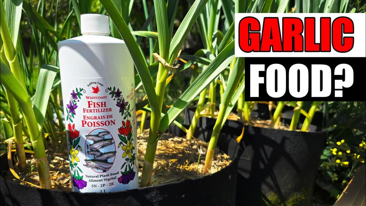 Fertilizing Garlic 101 – Garden Quickie Episode 284 Fertilizing Garlic 101 - Garden Quickie Episode 284