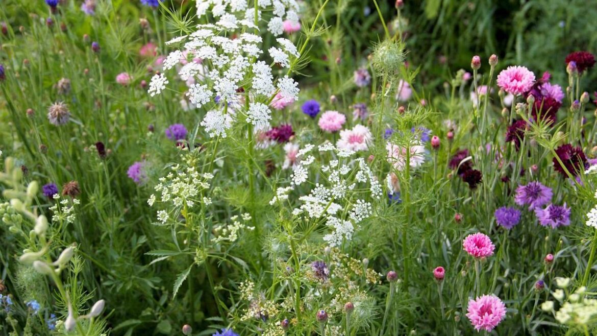 7 Easy Native Plants Swaps to Make In May to Replace Water-Hungry Garden Staples 7 Easy Native Plants Swaps to Make In May to Replace Water-Hungry Garden Staples