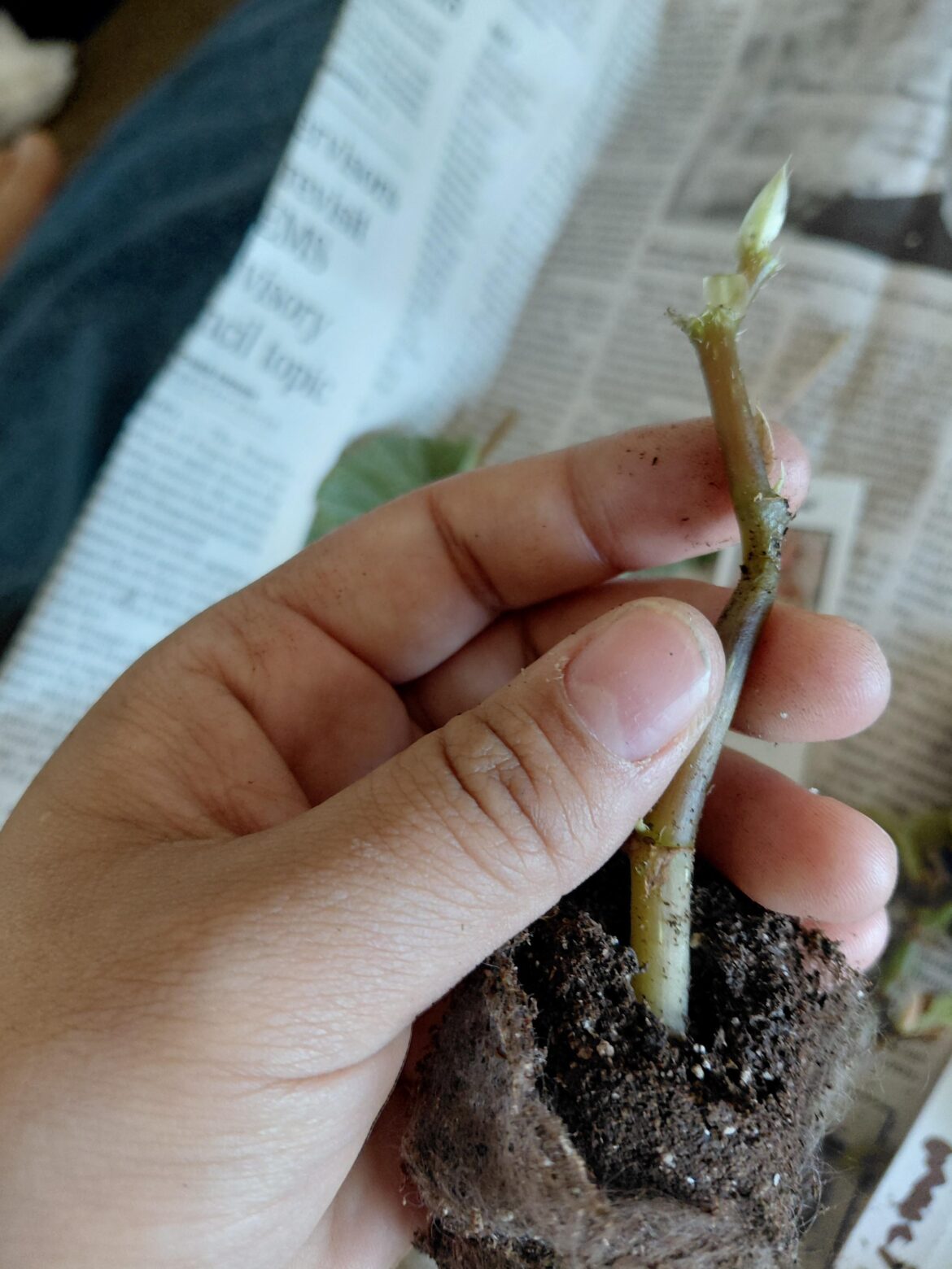 Will begonia survive?