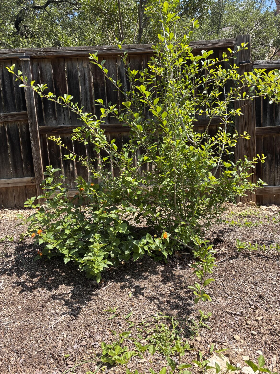Relocate lantana? Relocate lantana?