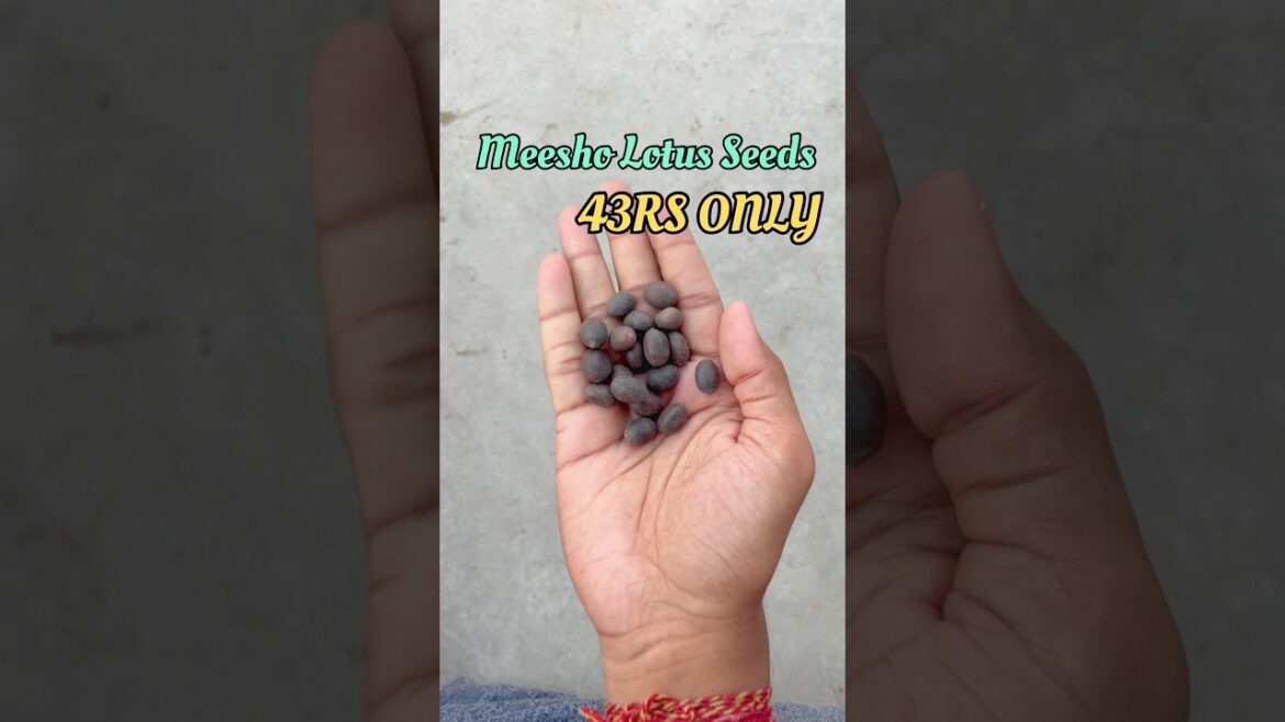 Meesho Lotus seeds | How to Grow Lotus At Home #lotus #lotusseed #meesholotusseed #lotusseeds Meesho Lotus seeds | How to Grow Lotus At Home #lotus #lotusseed #meesholotusseed #lotusseeds