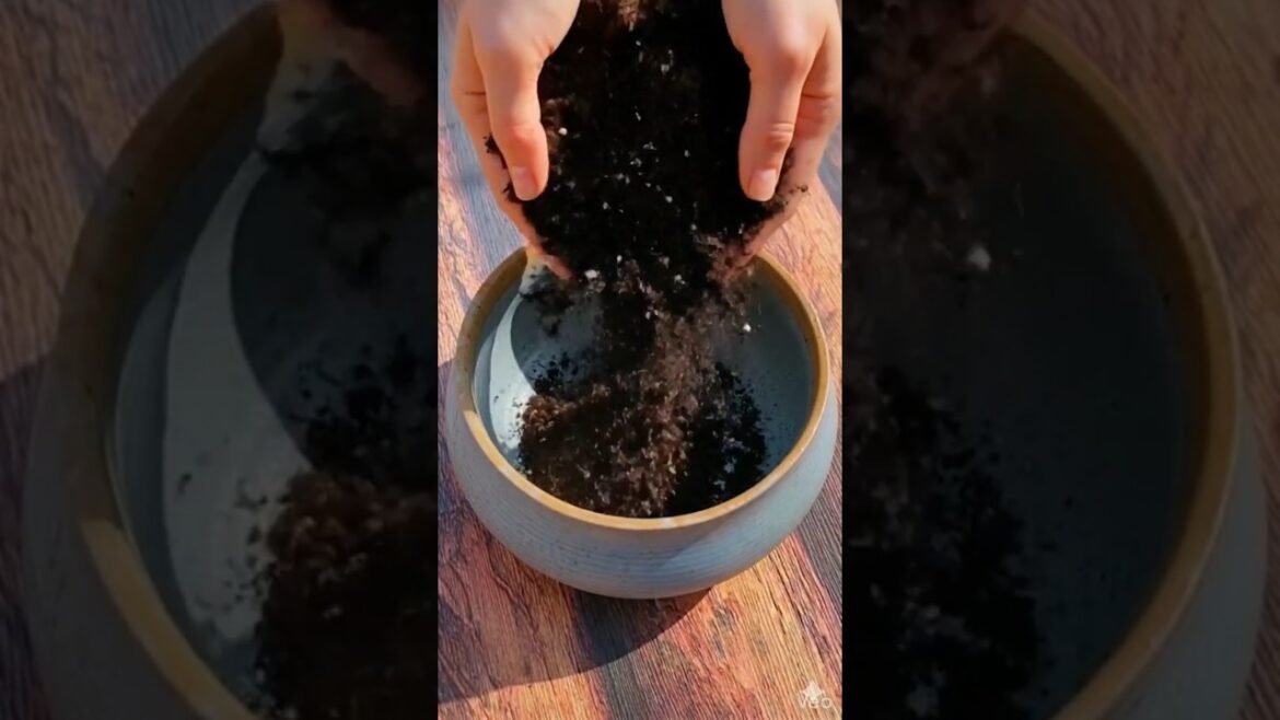 Simple And Easy DIY Idea For Your Garden #shorts #trending #landscape #gardeningtips #transformation