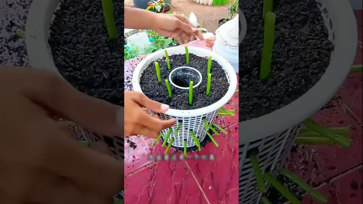 Turn a Broken Basket into a Smart Water Spinach Planter #farming #gardening #tips Turn a Broken Basket into a Smart Water Spinach Planter #farming #gardening #tips