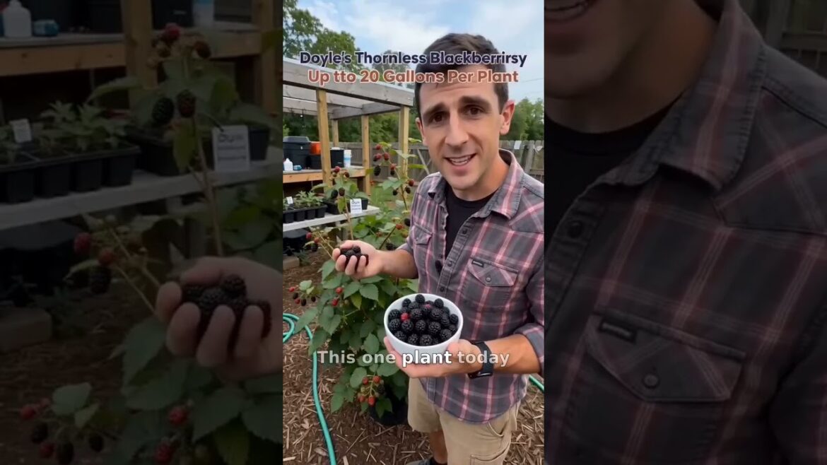 Doyle's Thornless Blackberry® Plants - High Yield Fruit Canes