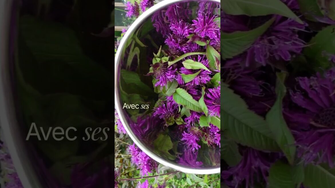 💚 La Monarde : Un trésor de l’herboristerie traditionnelle ! ✨🌿 💚 La Monarde : Un trésor de l’herboristerie traditionnelle ! ✨🌿